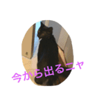 SHAMALO☆おてんば黒猫アニスちゃん①（個別スタンプ：4）