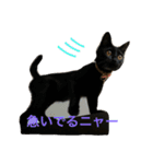 SHAMALO☆おてんば黒猫アニスちゃん①（個別スタンプ：7）