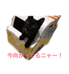 SHAMALO☆おてんば黒猫アニスちゃん①（個別スタンプ：8）