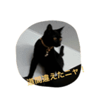 SHAMALO☆おてんば黒猫アニスちゃん①（個別スタンプ：9）