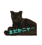 SHAMALO☆おてんば黒猫アニスちゃん①（個別スタンプ：10）