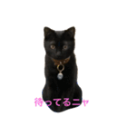 SHAMALO☆おてんば黒猫アニスちゃん①（個別スタンプ：14）