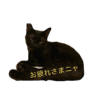 SHAMALO☆おてんば黒猫アニスちゃん①（個別スタンプ：15）