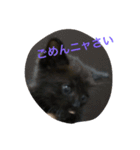 SHAMALO☆おてんば黒猫アニスちゃん①（個別スタンプ：16）