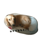 milchan2（個別スタンプ：5）