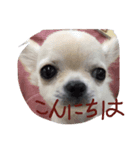 挨拶‼︎（個別スタンプ：3）