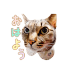 ネコのあずきさん☆（個別スタンプ：1）