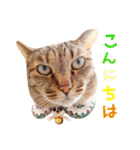ネコのあずきさん☆（個別スタンプ：2）
