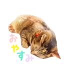 ネコのあずきさん☆（個別スタンプ：4）