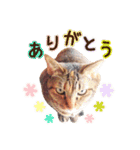 ネコのあずきさん☆（個別スタンプ：5）