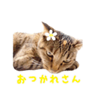 ネコのあずきさん☆（個別スタンプ：7）