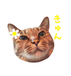 ネコのあずきさん☆（個別スタンプ：10）
