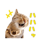 ネコのあずきさん☆（個別スタンプ：12）