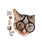 ネコのあずきさん☆（個別スタンプ：13）