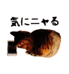 ネコのあずきさん☆（個別スタンプ：15）