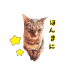 ネコのあずきさん☆（個別スタンプ：18）