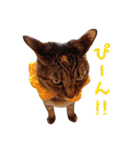 ネコのあずきさん☆（個別スタンプ：23）