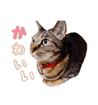 ネコのあずきさん☆（個別スタンプ：27）
