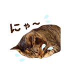 ネコのあずきさん☆（個別スタンプ：29）