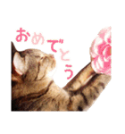 ネコのあずきさん☆（個別スタンプ：38）