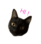 ラフスペースの猫達のスタンプ24（個別スタンプ：4）