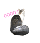 ラフスペースの猫達のスタンプ24（個別スタンプ：7）