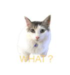 ラフスペースの猫達のスタンプ24（個別スタンプ：8）