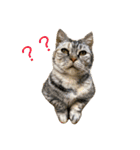 ラフスペースの猫達のスタンプ24（個別スタンプ：14）