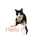 ラフスペースの猫達のスタンプ24（個別スタンプ：17）