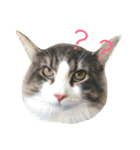 ラフスペースの猫達のスタンプ24（個別スタンプ：23）