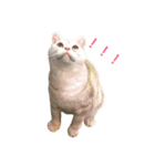 ラフスペースの猫達のスタンプ24（個別スタンプ：24）