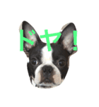 Boston terrier AZUKI（個別スタンプ：1）