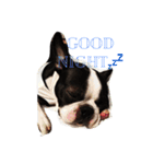 Boston terrier AZUKI（個別スタンプ：2）