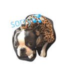 Boston terrier AZUKI（個別スタンプ：3）