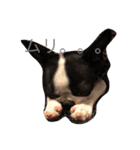 Boston terrier AZUKI（個別スタンプ：4）