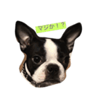 Boston terrier AZUKI（個別スタンプ：5）