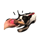 Boston terrier AZUKI（個別スタンプ：6）