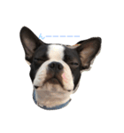 Boston terrier AZUKI（個別スタンプ：7）