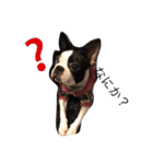 Boston terrier AZUKI（個別スタンプ：8）