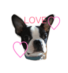 Boston terrier AZUKI（個別スタンプ：9）