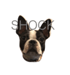 Boston terrier AZUKI（個別スタンプ：10）