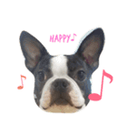 Boston terrier AZUKI（個別スタンプ：11）
