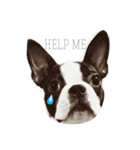 Boston terrier AZUKI（個別スタンプ：12）