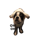 Boston terrier AZUKI（個別スタンプ：13）