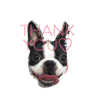 Boston terrier AZUKI（個別スタンプ：14）