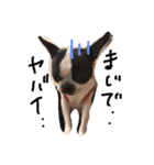 Boston terrier AZUKI（個別スタンプ：15）