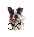 Boston terrier AZUKI（個別スタンプ：16）