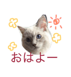 ほっこりラグちゃん（個別スタンプ：4）