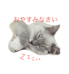 ほっこりラグちゃん（個別スタンプ：5）
