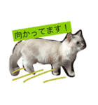 ほっこりラグちゃん（個別スタンプ：8）
